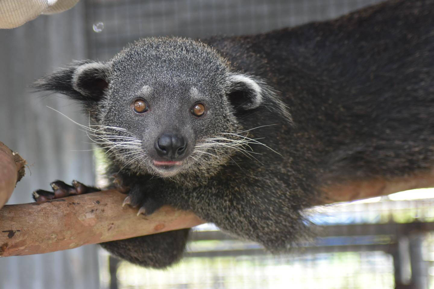 Binturong